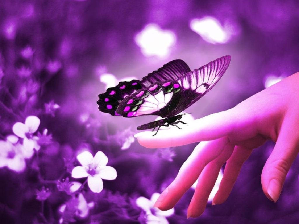 Butterfly Wallpapers