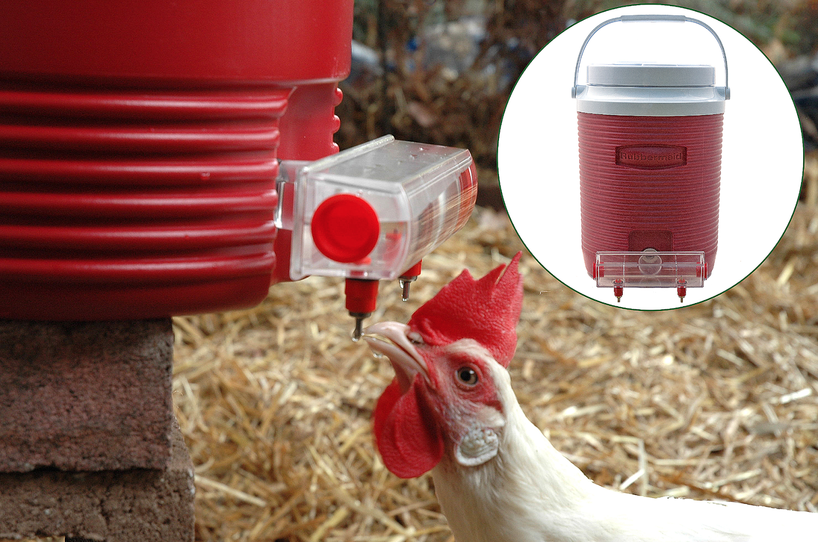 Apple Cider Vinegar & Chicken Water (Part 1)