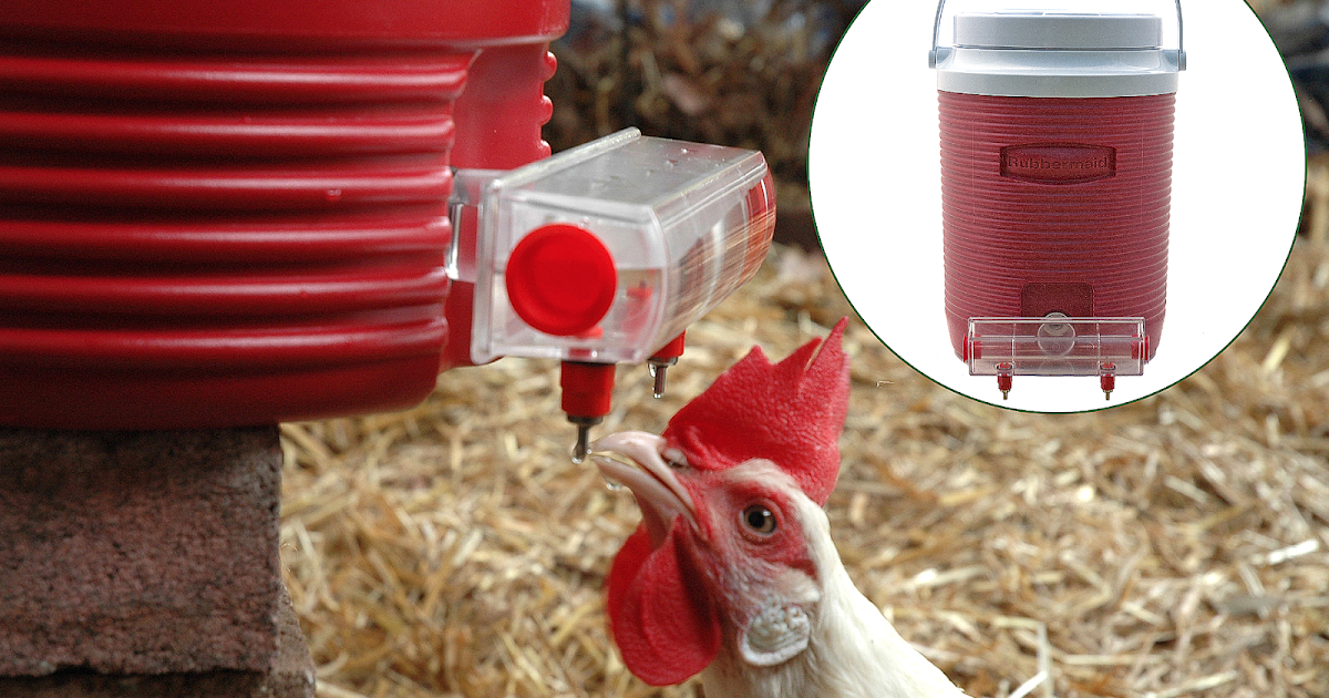 Apple Cider Vinegar & Chicken Water (Part 1)