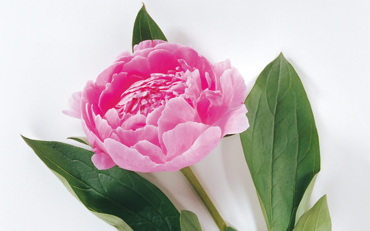 http://3.bp.blogspot.com/-DnboCpp_QMs/TVTTX_nl5_I/AAAAAAAAAFk/_m2m1QtsX1s/s1600/pink-rose-flower-desktop-wallpaper.jpg
