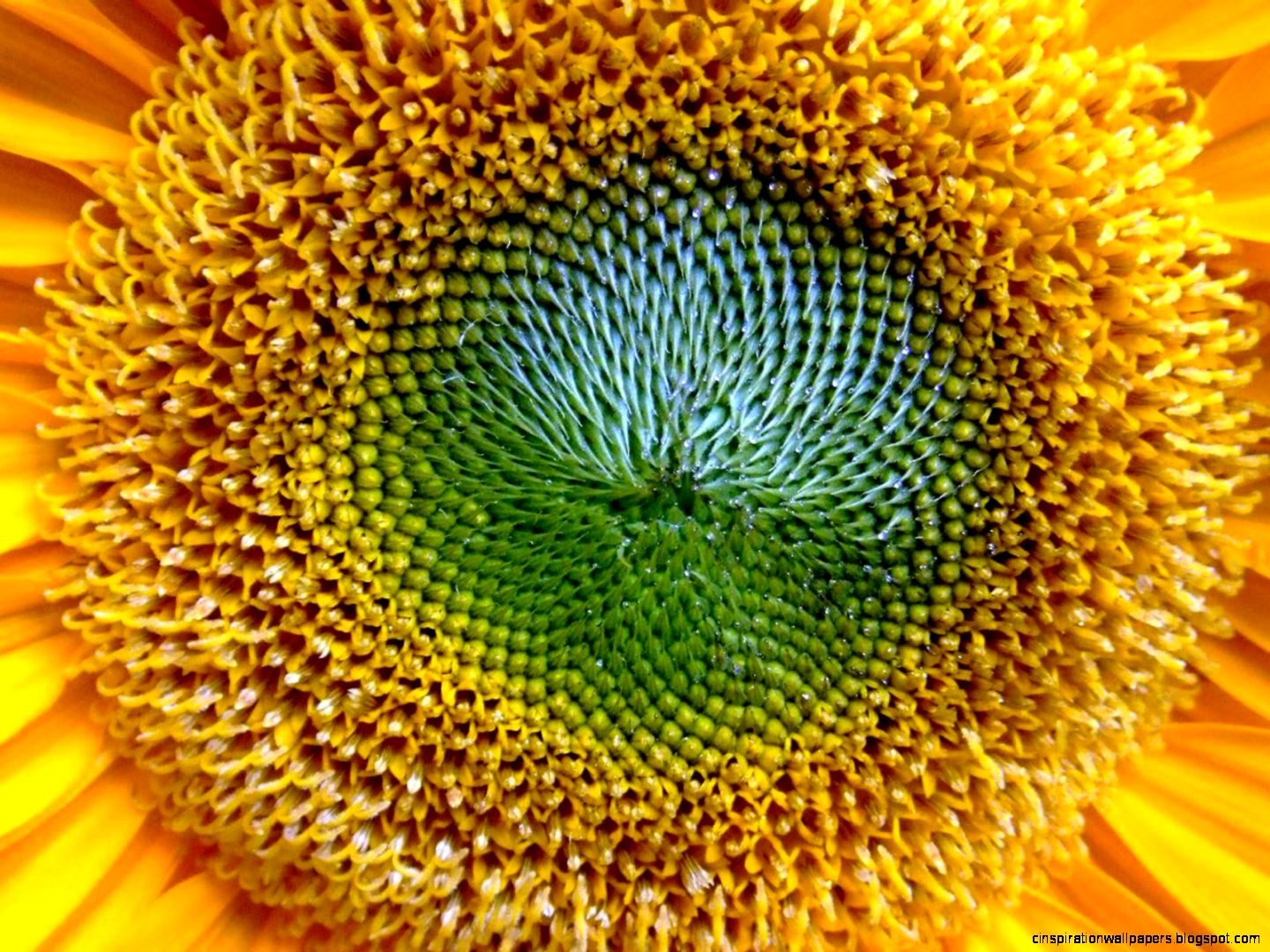 Sunflower Close Up Sunflower Close Up