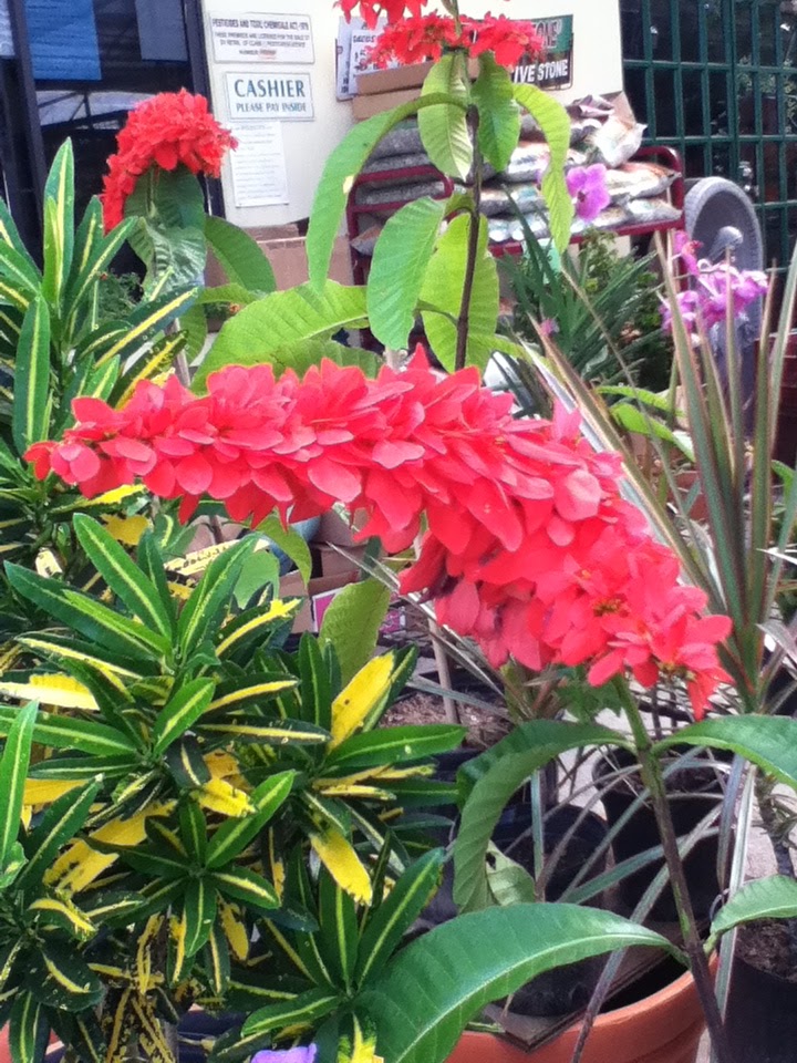 Pictures And Names Of Flowers In Trinidad Tobago Best Flower Site