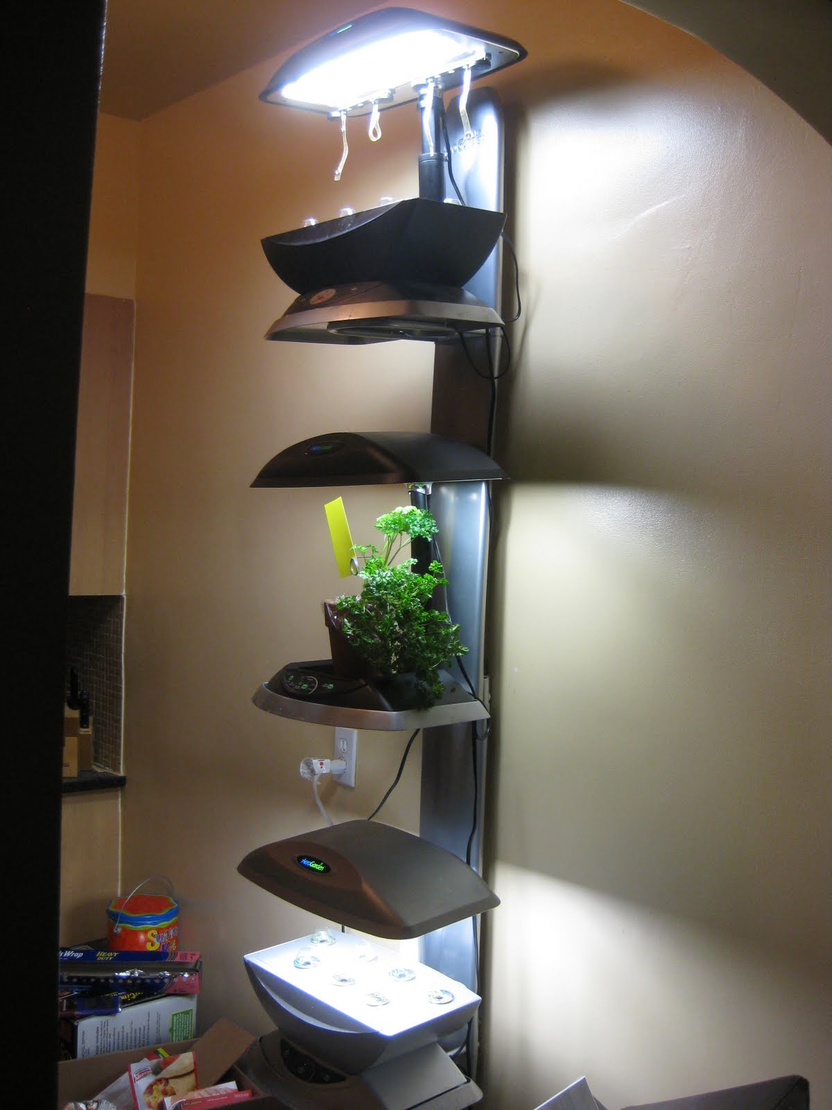 March 2011 Indoor Gardening My Aerogarden and Houseplant Blog