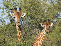 Peekaboo!  Giraffes watching from the bush, near Olifants Camp, Kruger Nat'l Park, South Africa