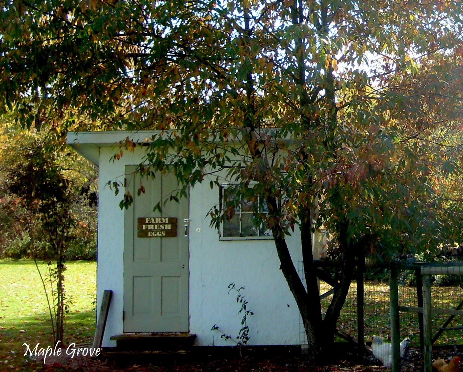 Maple Grove Cleaning the Hen House