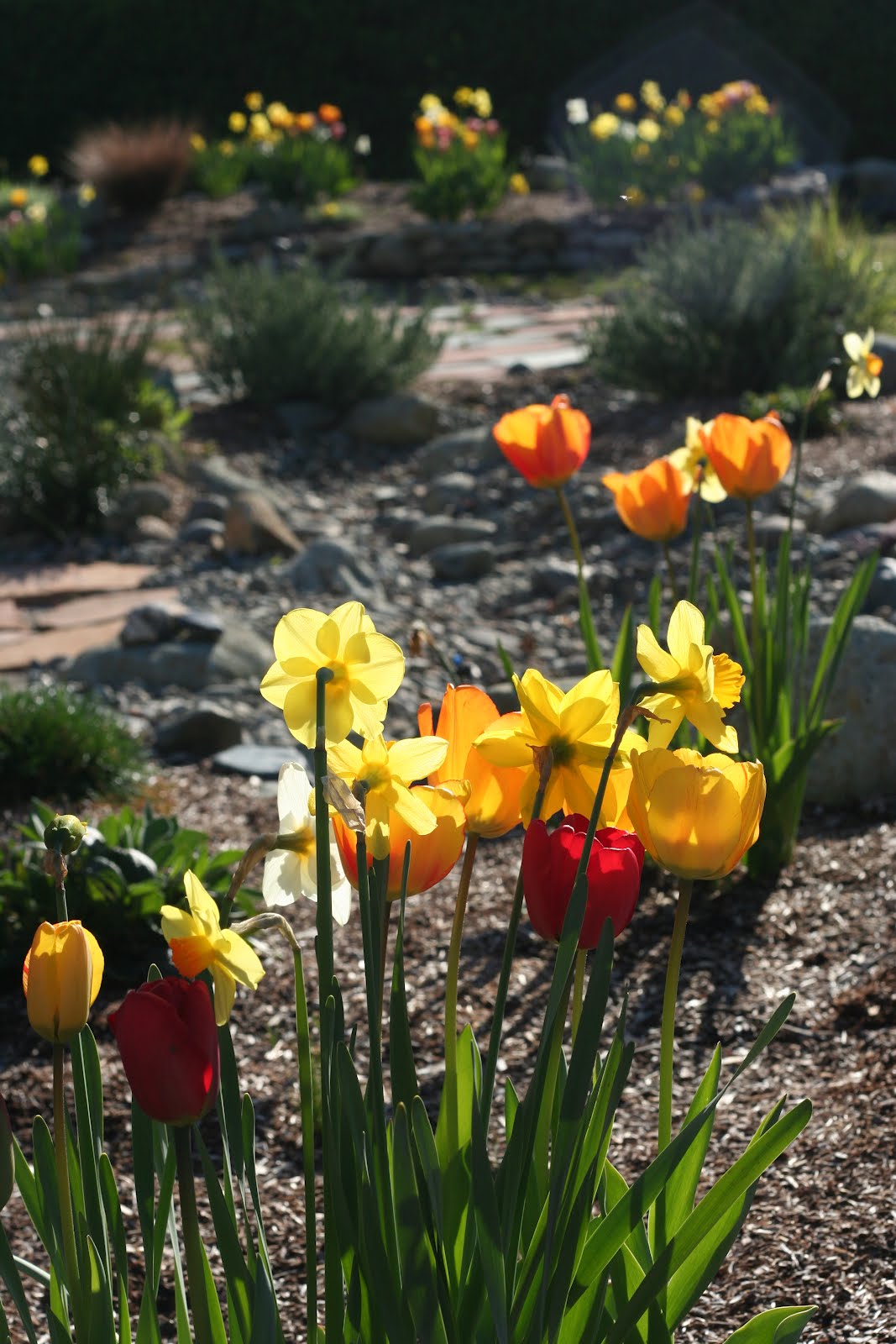 "Just a day in the life....." Spring Blooms