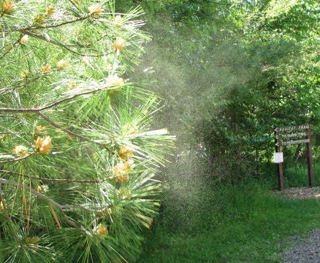 Pollinators Pine Barrens, Plants and their Pollinators