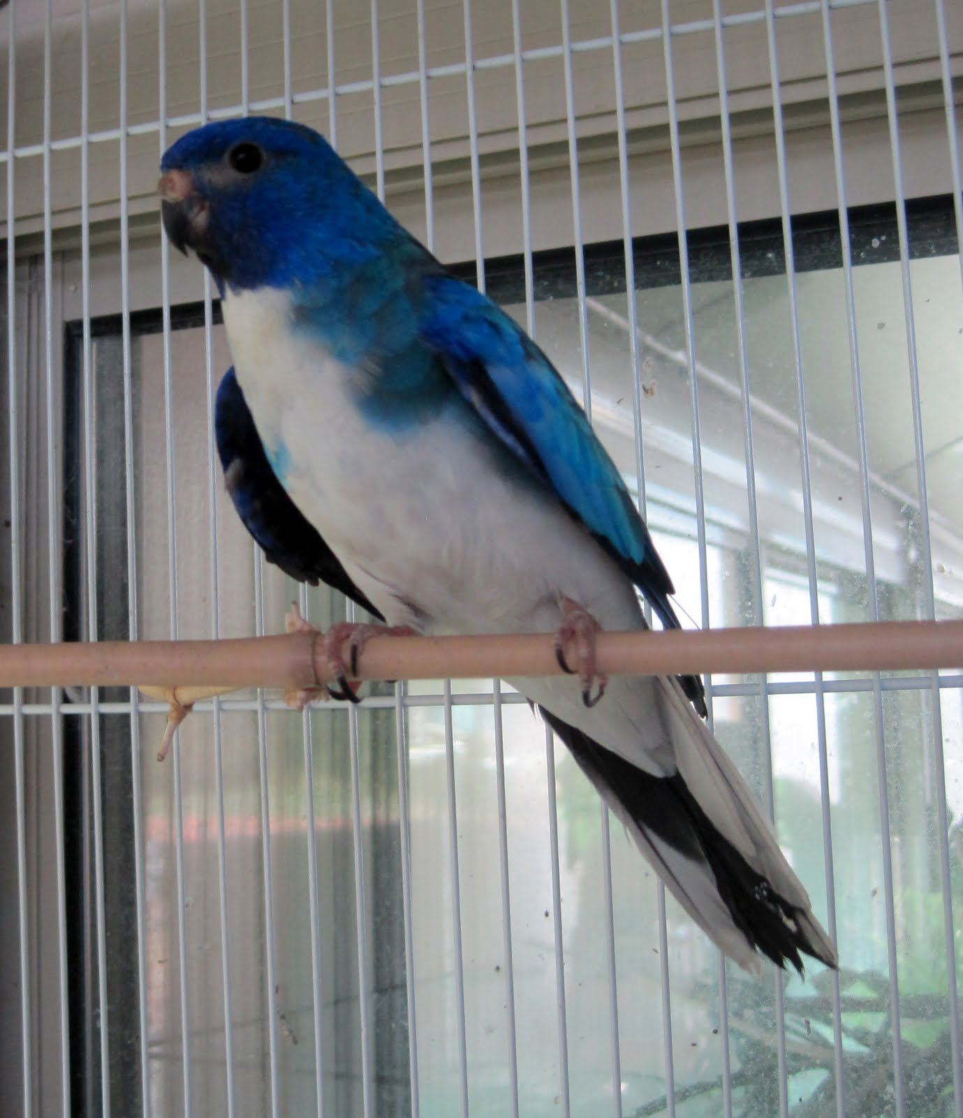 Happy Bird Place Finch and Grasskeet Blog: My new breeders!
