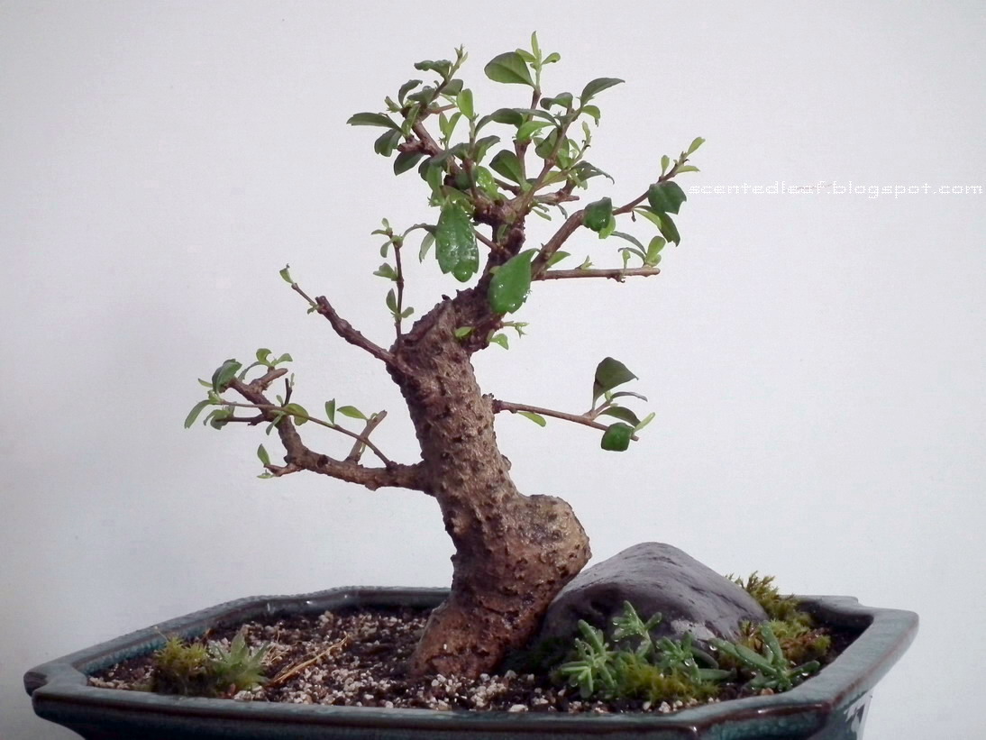 Scented Leaf Sudowoodo Fukien Tea Bonsai