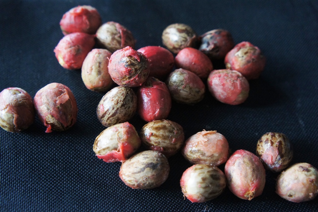 OUR PHILIPPINE TREES Duguan is a Nutmeg!