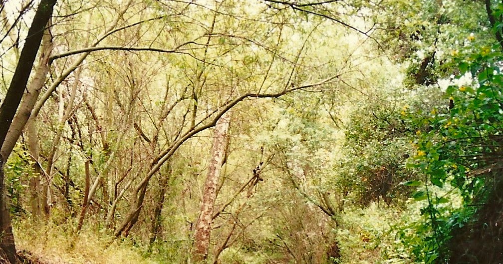 Experiencing Los Angeles Experiencing L.A. in Sullivan Canyon, Santa