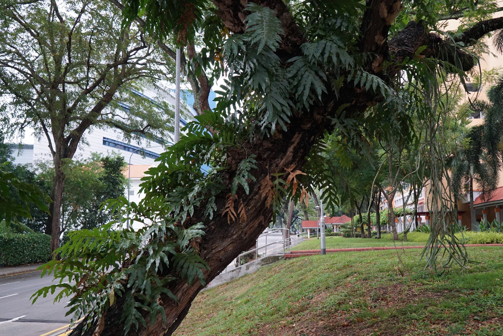 SOURCE Common trees and plants in Singapore