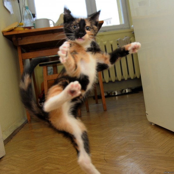 Karate Cat knows howto fight Funny Cat Pictures