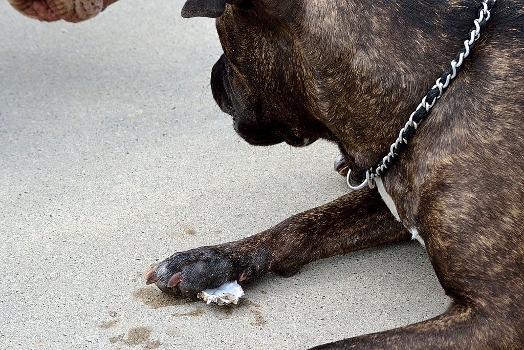 Drift Away My Dog Eats Oysters