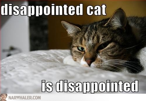 disappointed-cat-is-disappointed-lolcats-yeyF7P.jpg