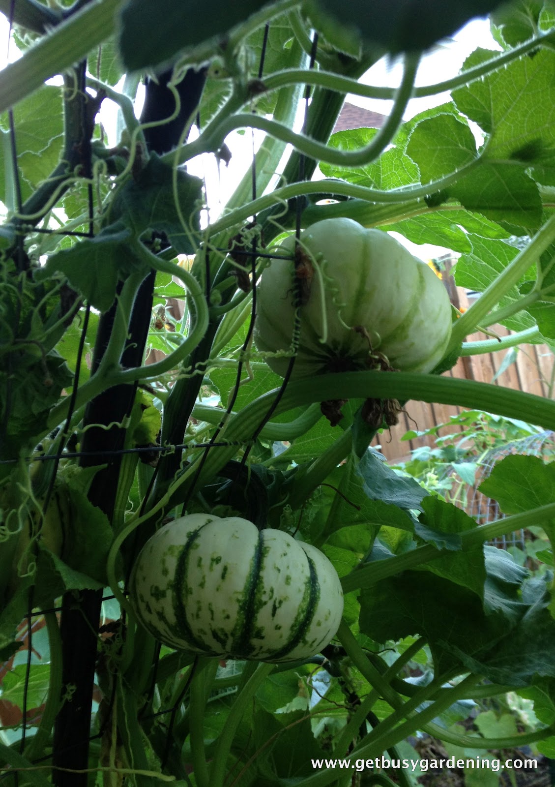 Squash Arch Update Get Busy Gardening