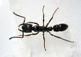 Top view of this Plectroctena ant worker