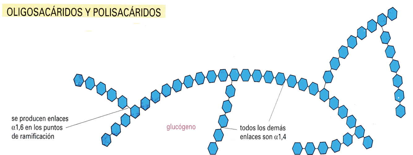 cadenas ramificadas wikipedia las cadenas cortas reciben el cadenas ramificadas wikipedia las cadenas cortas reciben el