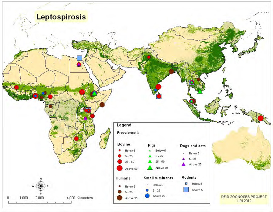 Infection Landscapes Leptospirosis