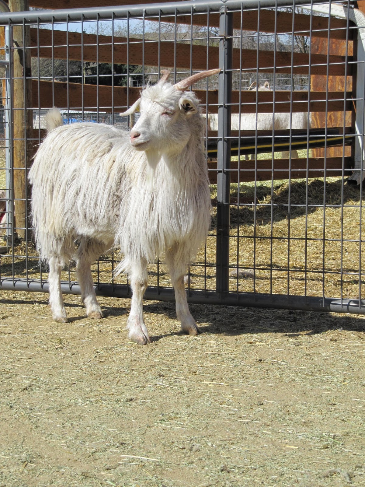 LIBERTY FARM CASHMERE GOATS CASHMERE GOATS FOR SALE