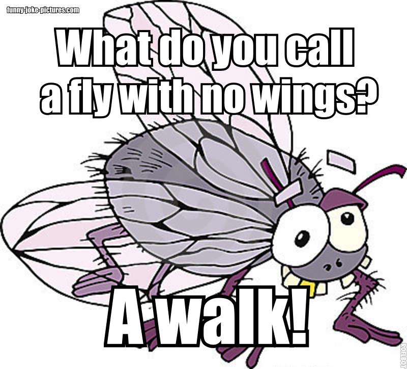 Fly Without Wings Pun Funny Joke Pictures