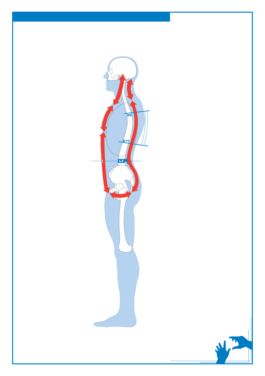 cadenas musculares anteriores kinesis neuromuscular cadenas musculares anteriores kinesis neuromuscular