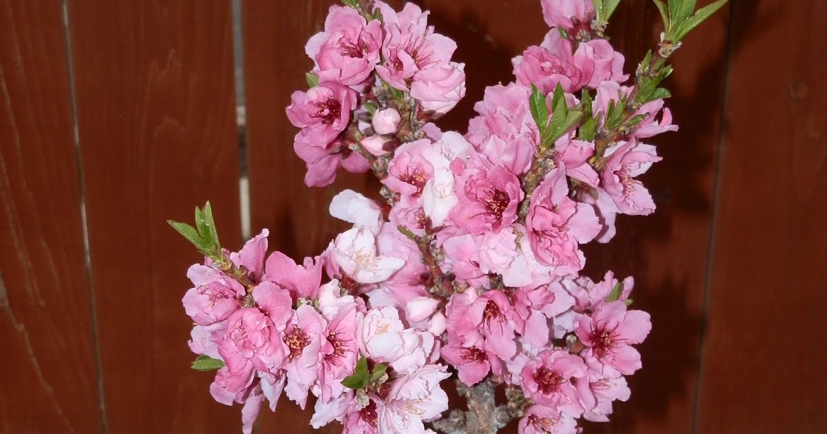 GG's Creative Corner Our Baby Peach Tree Is Beautiful!