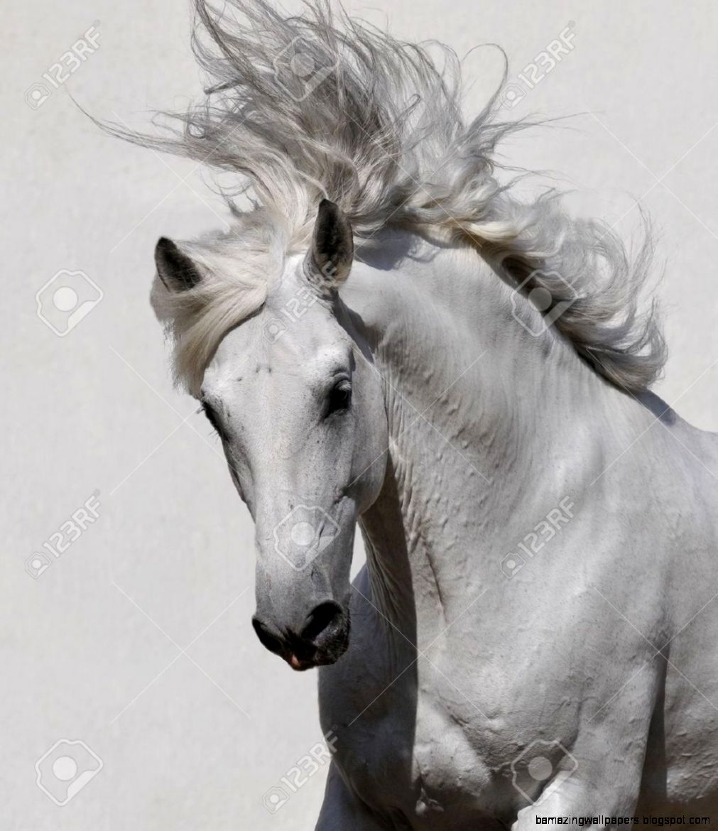 Pure Arabian Stallion Standing Wild On A Golden Field Stock Photo Pure Arabian Stallion Standing Wild On A Golden Field Stock Photo