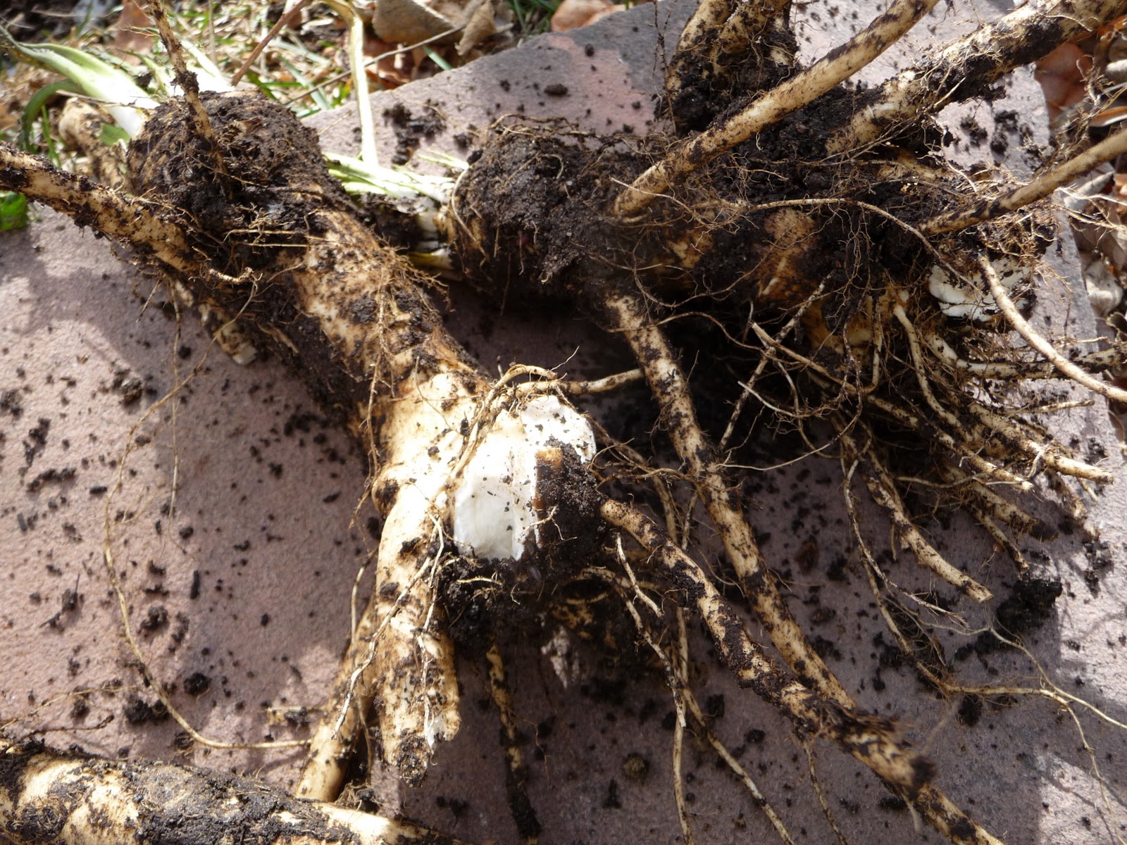 Lori S Garden Fresh Horseradish