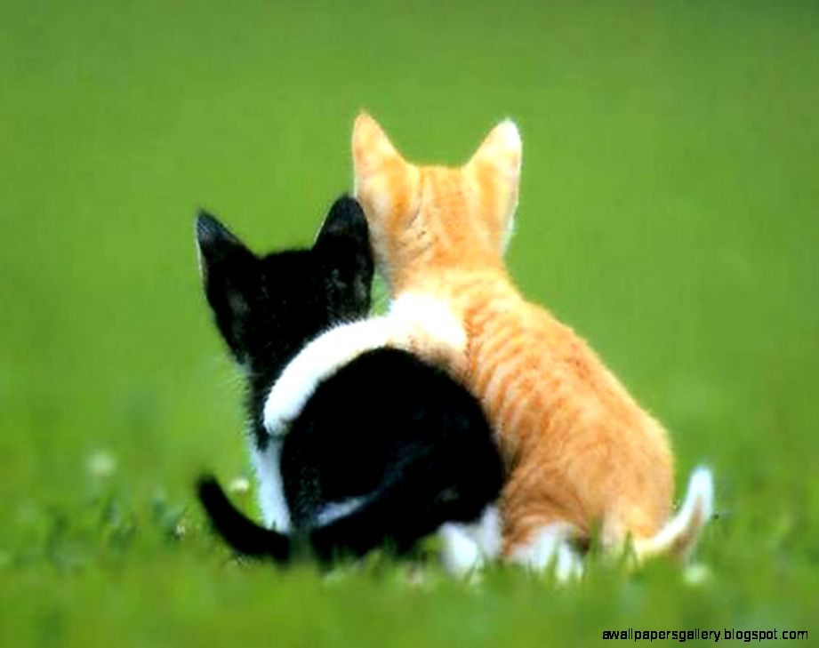 Cute Animals In Love Amazing Wallpapers Cute Animals In Love Amazing Wallpapers