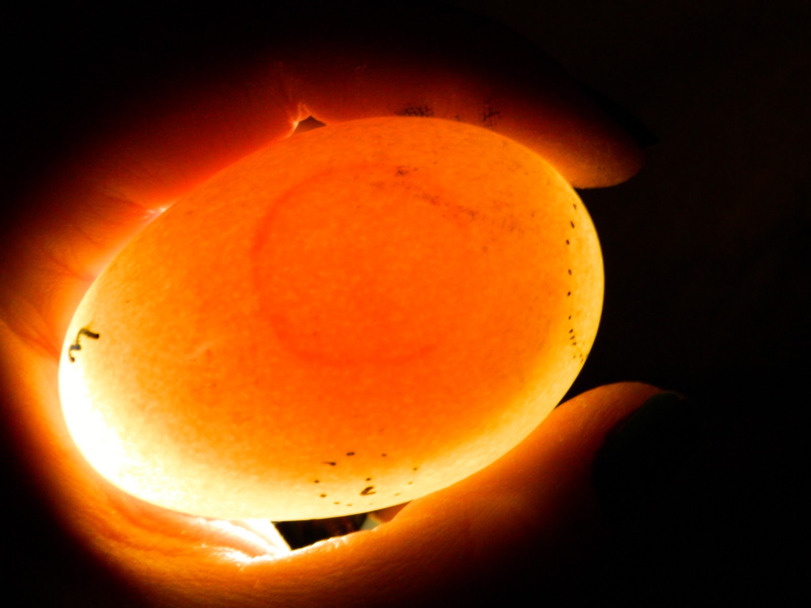 Always something new Egg Candling, incubating, Hatching with photos