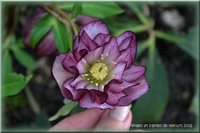 Le Temps Des Fleurs Page 85 Le Temps Des Fleurs