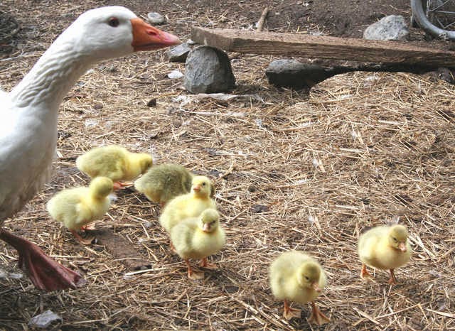 Metzer Farms Duck and Goose Blog: Sebastopol Geese Hatching and Raising