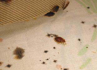 early bed bug stains on sheets early bed bug stains on sheets