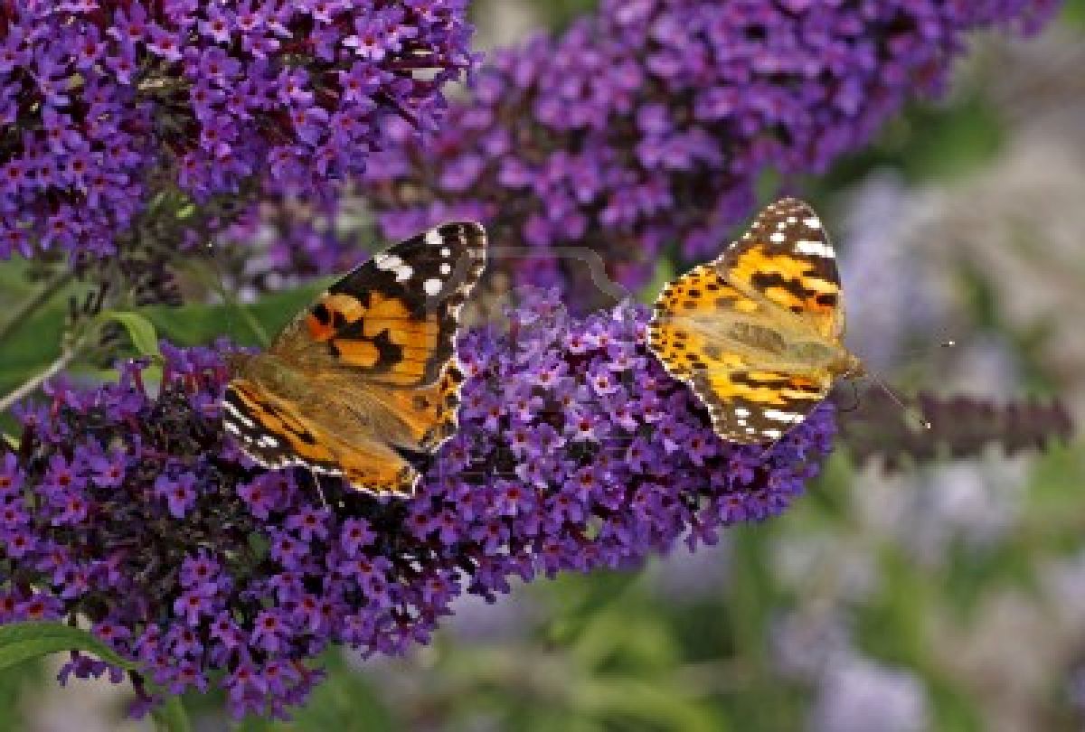 9334789-painted-lady-papillons-sur-buddleja-davidii-empereur-pourpre-pyrkeep-en-italie-europe.jpg