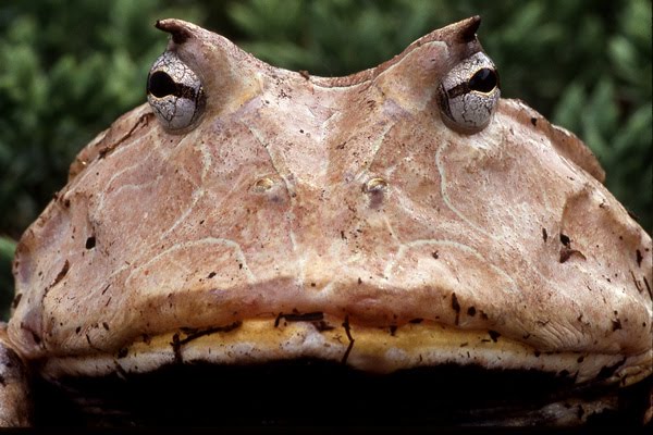 pacman frog teeth