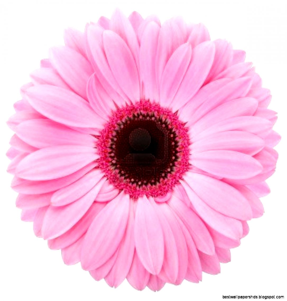 FunMozar – Pink Flowers FunMozar – Pink Flowers
