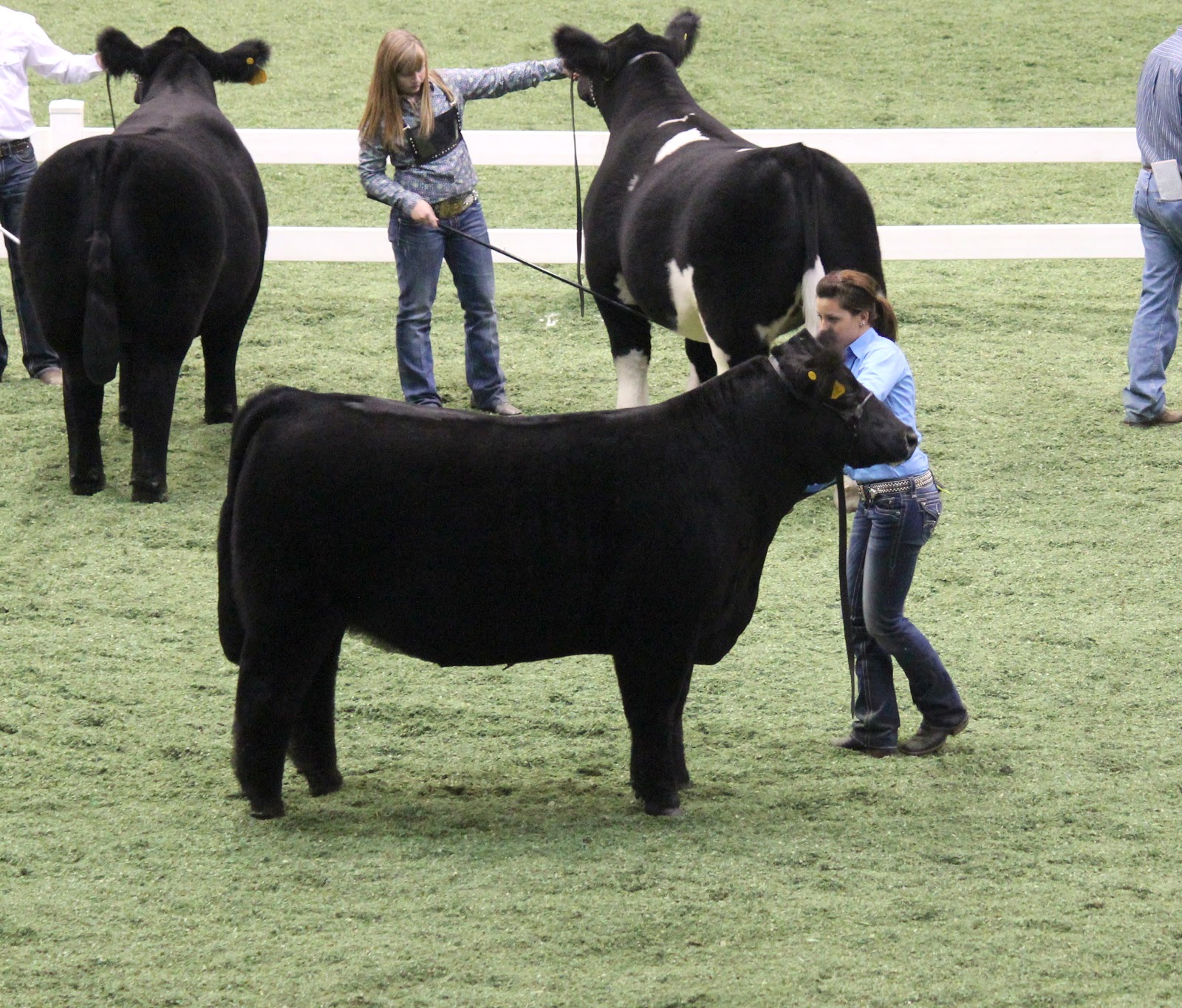 Executive Sires, Inc. American Royal Steer Show Division 3 Champions
