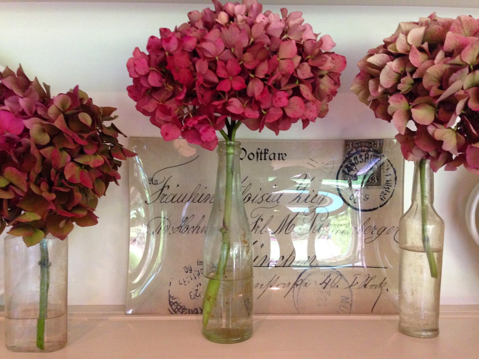 The Japanese Rainy Season S Flower Pink Hydrangea Ajisai