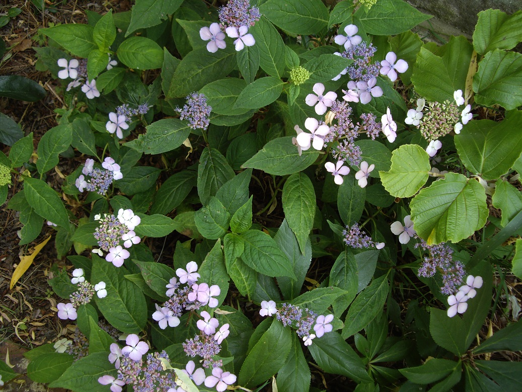 Derriere Les Murs De Mon Jardin Le Temps Des Hydrangeas