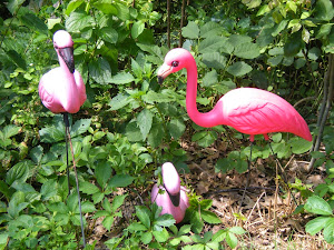 Pink Flamingos