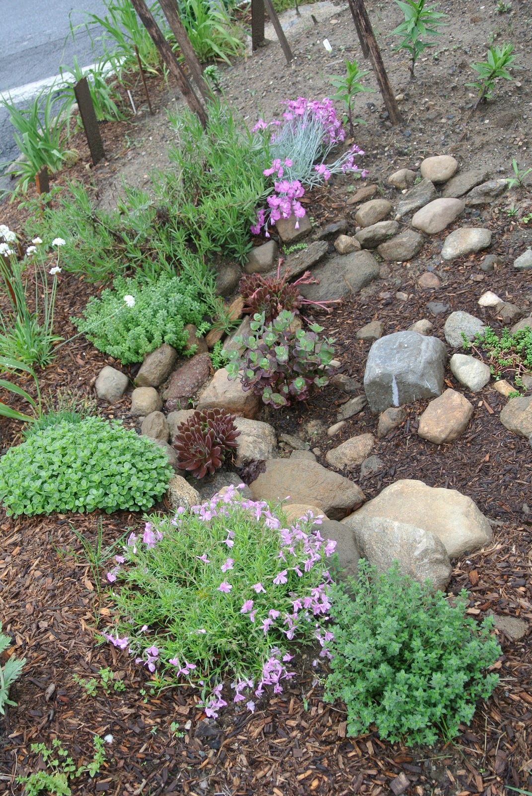 mother of thyme between produce garden beds mother of thyme between produce garden beds