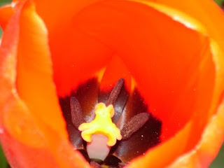 Tulip-Photo