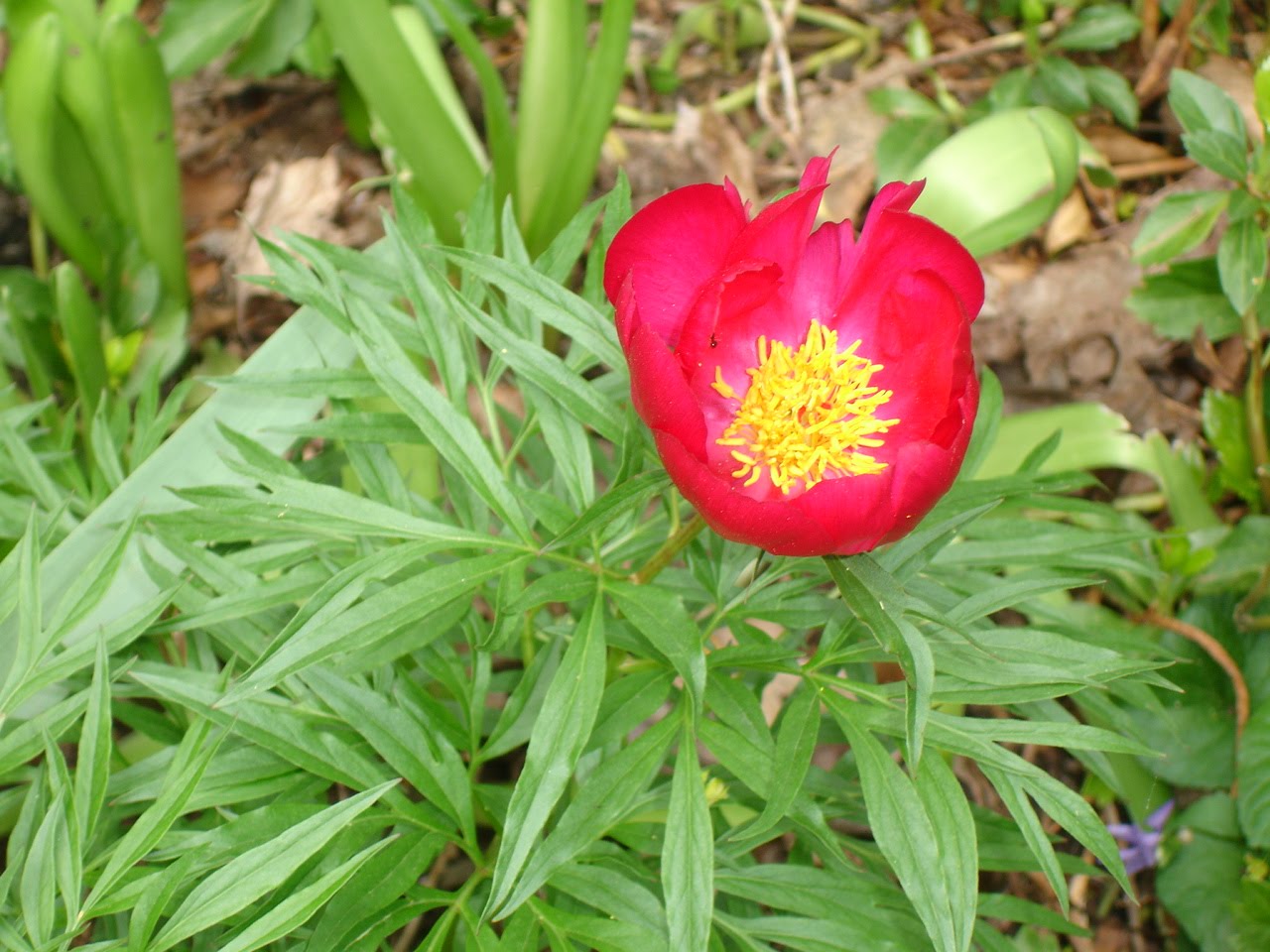 Davy S Louisiana Gardening Blog The Most Fragrant Flower Of All