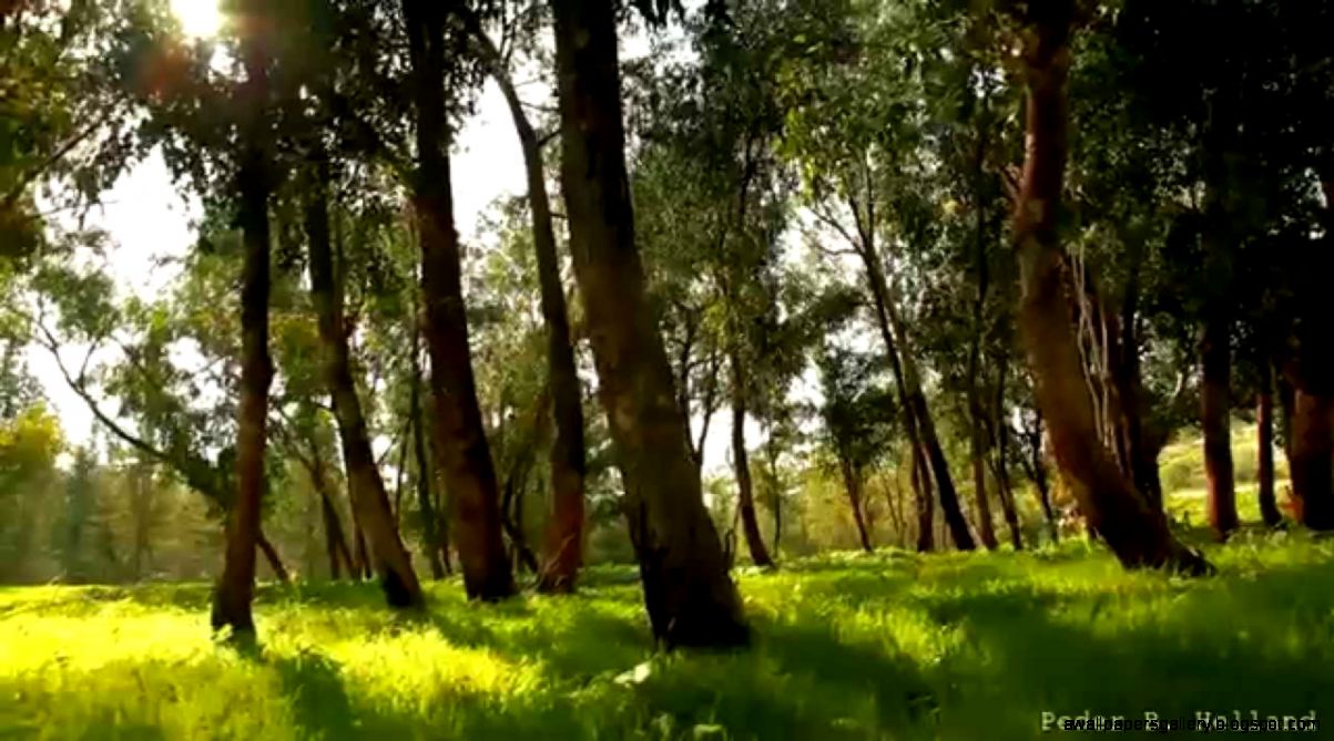 Beautiful Nature Video Relaxing Music Echoes of the Forest HD Beautiful Nature Video Relaxing Music Echoes of the Forest HD