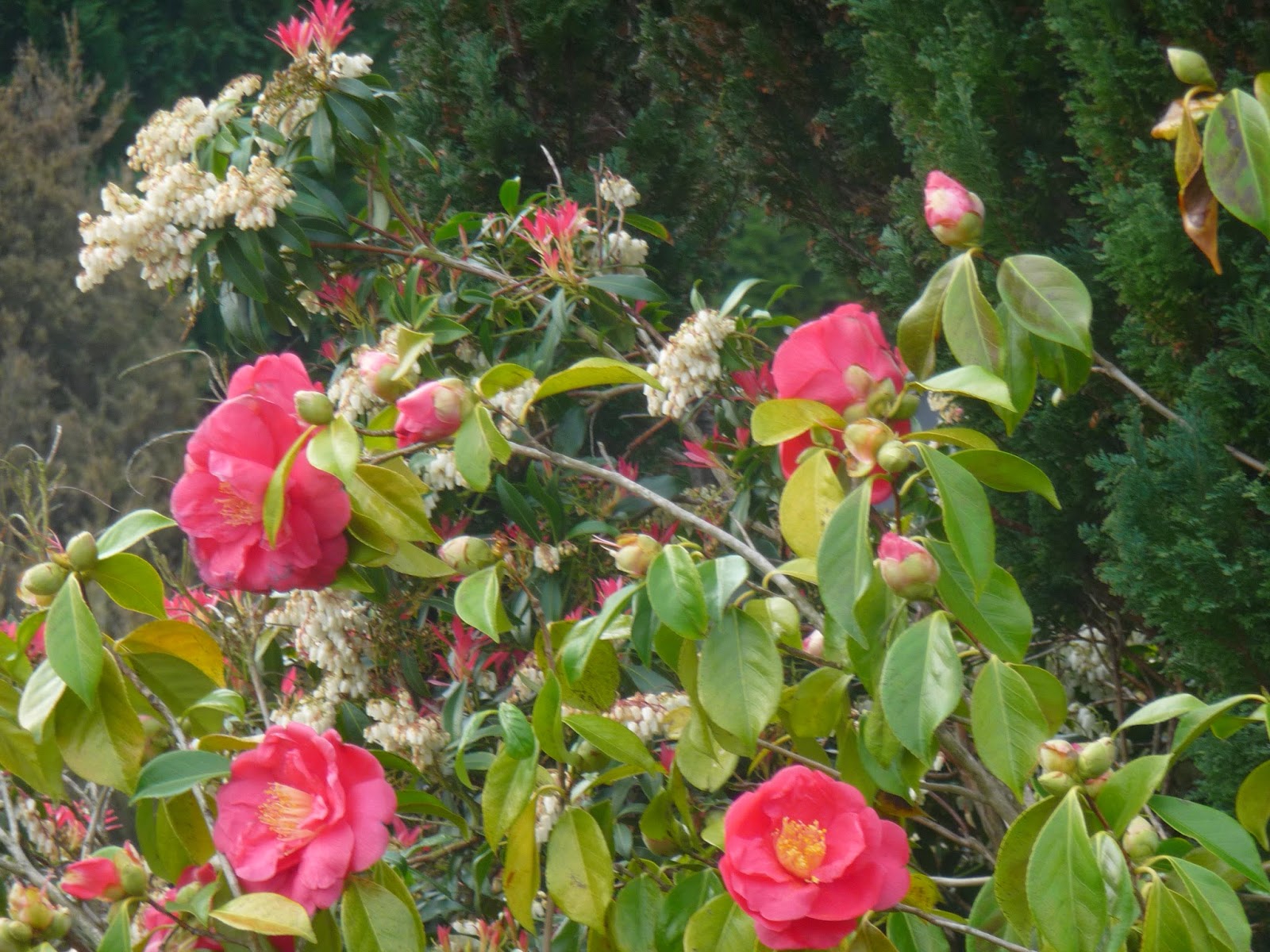 Photinia Junglekey Fr Image 50