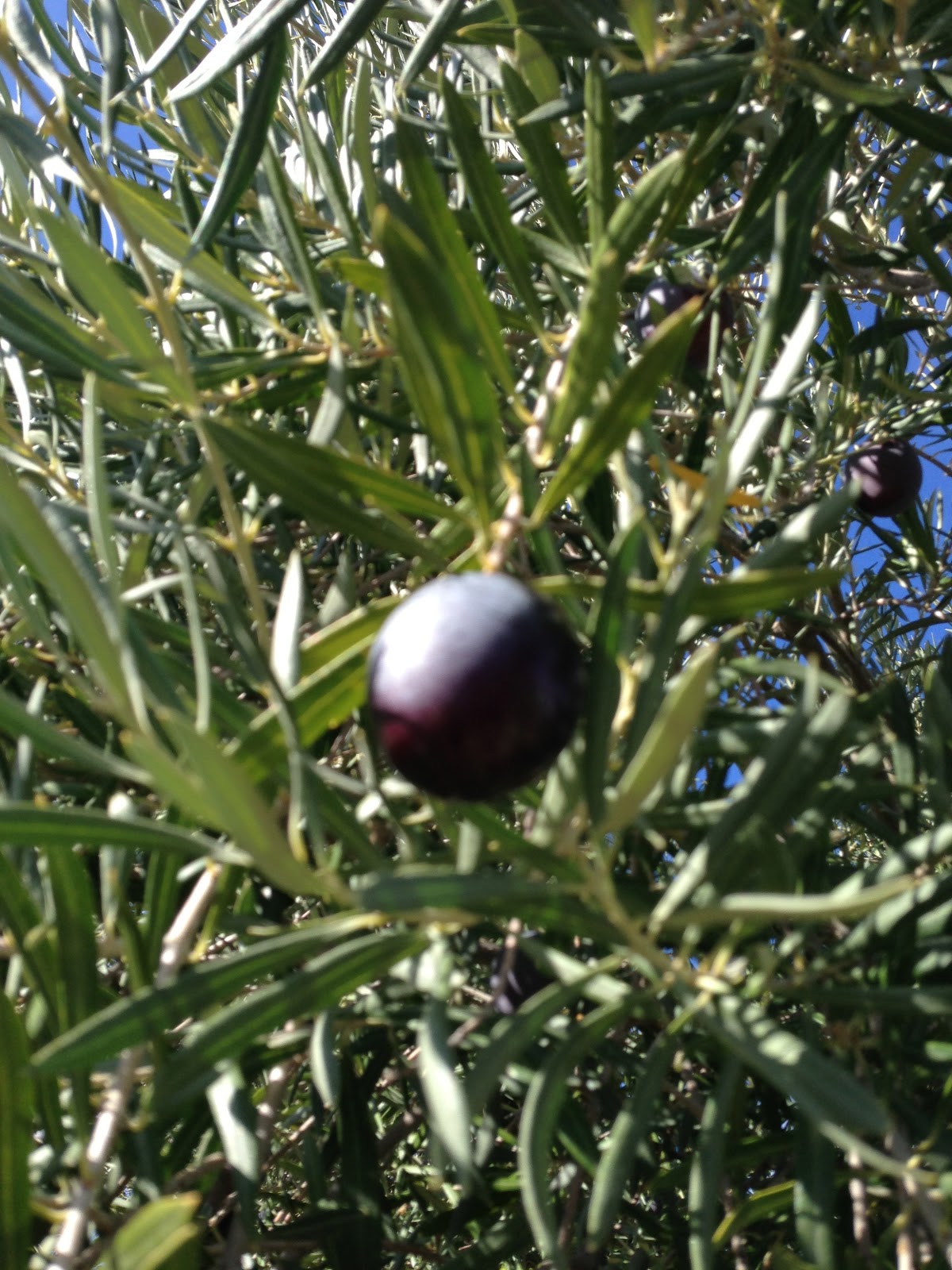 What to Do With Fresh Olives? Eva Varga