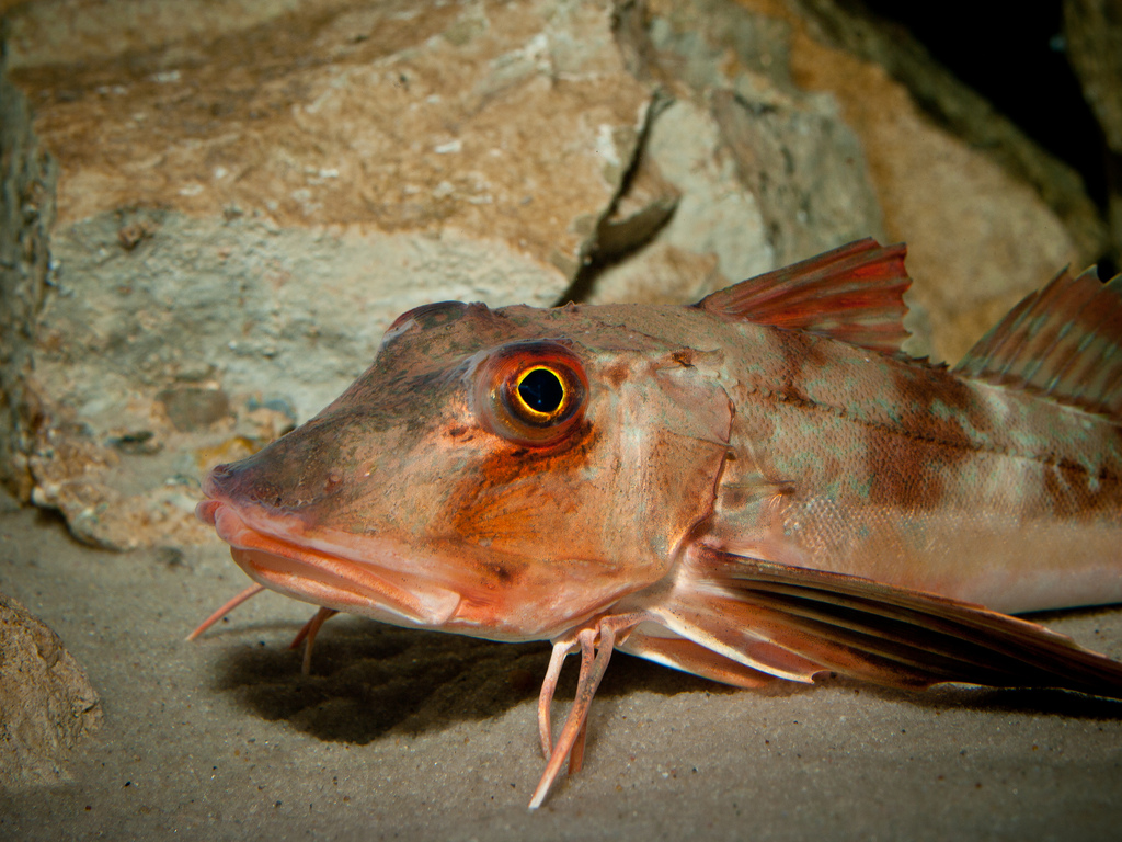 Real Monstrosities Sea Robin