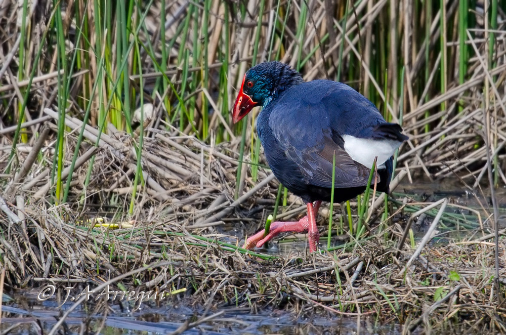 Calamon, Porphyrio porphyrio, Purple Swamphen Calamon, Porphyrio porphyrio, Purple Swamphen
