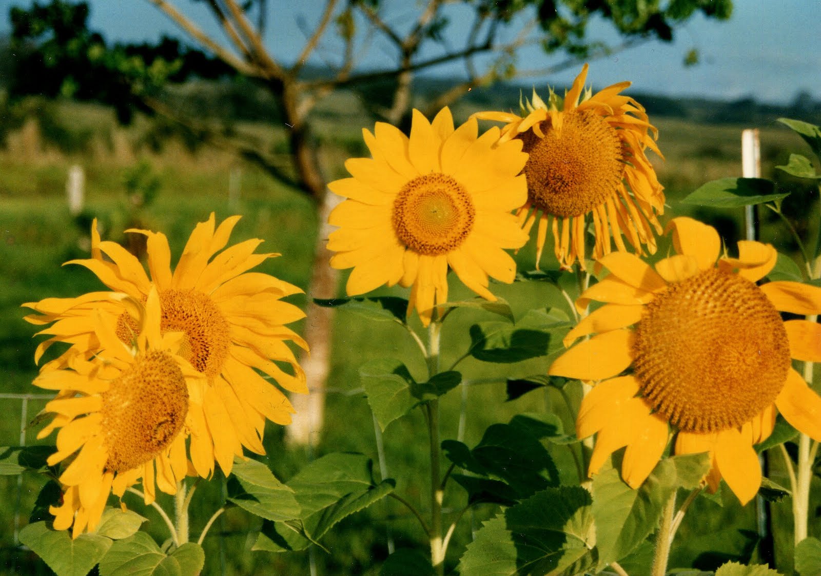 Pakalana Inn, Hilo, Hawaii Sunflowers in Hawaii